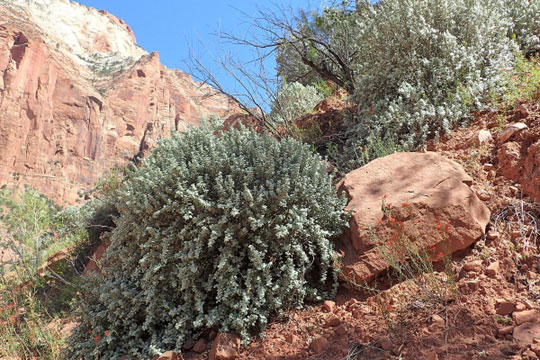 Habit of Shepherdia rotundifolia at Pine Creek in Zion NP, Utah, USA [9].