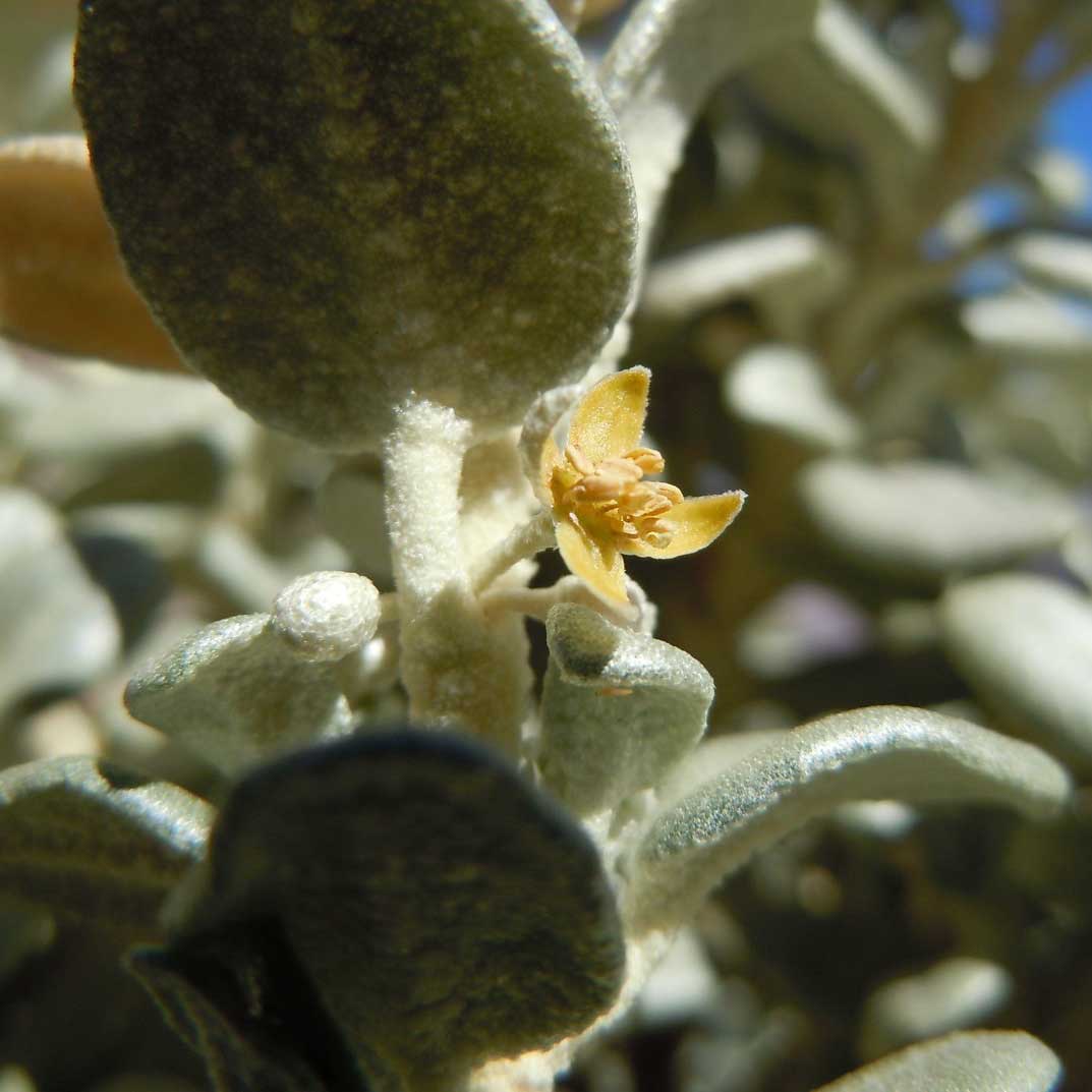 Flowers and stellate hairs of Shepherdia rotundifolia in Grand Canyon National Park. Photo by Matt Lavin [10].