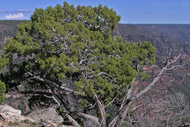 Photo taken April 23, 2008 by Al Schneider [17].