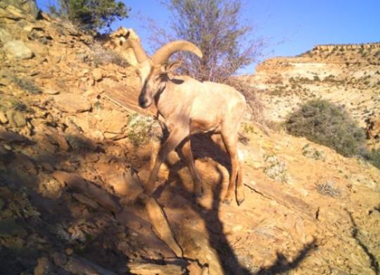 Bighorn Sheep