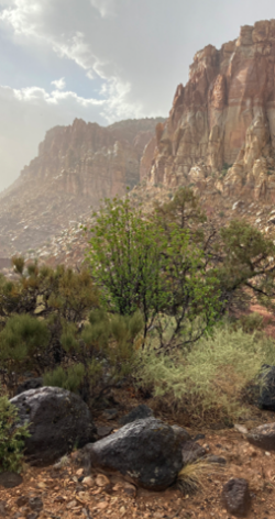 Tree in the desert