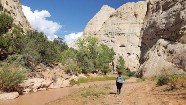 Student hiking up Oak Creek in Capitol Reef National Park