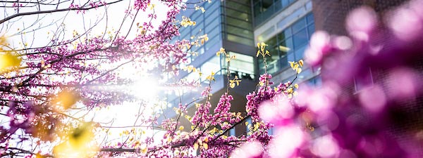 A tree with pink leaves in front of a building with a lot of windows.