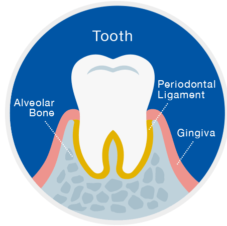 What does "Bone Loss" Mean?