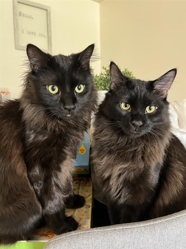 Chad's cats