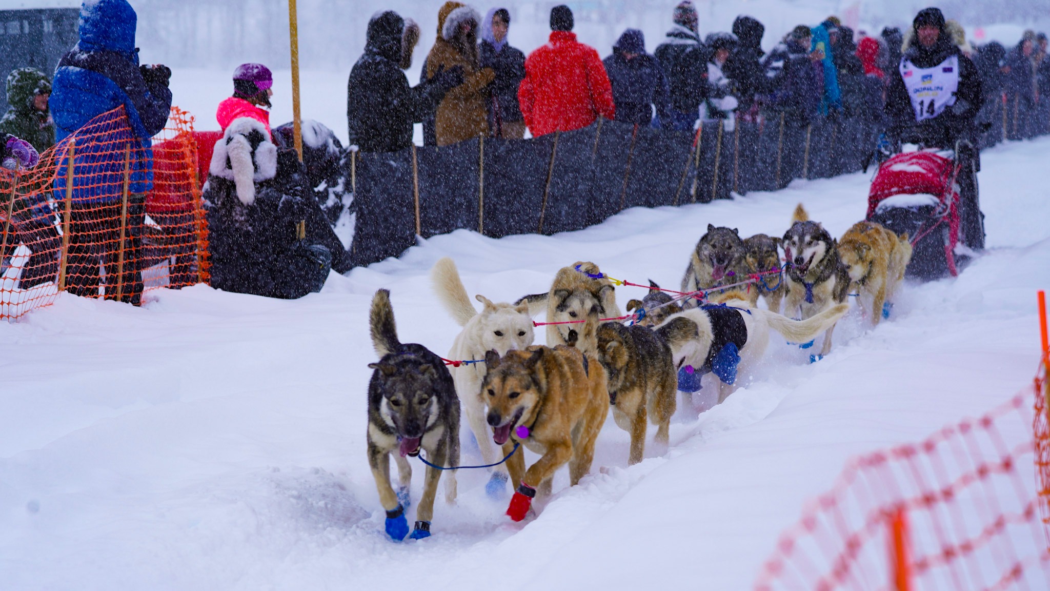 Iditarod musher Pete Kaiser His Dogsled Team manuever through the snowy trail while being cheered on by spectators.