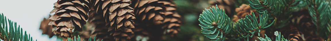 Pine tree and pinecones. 