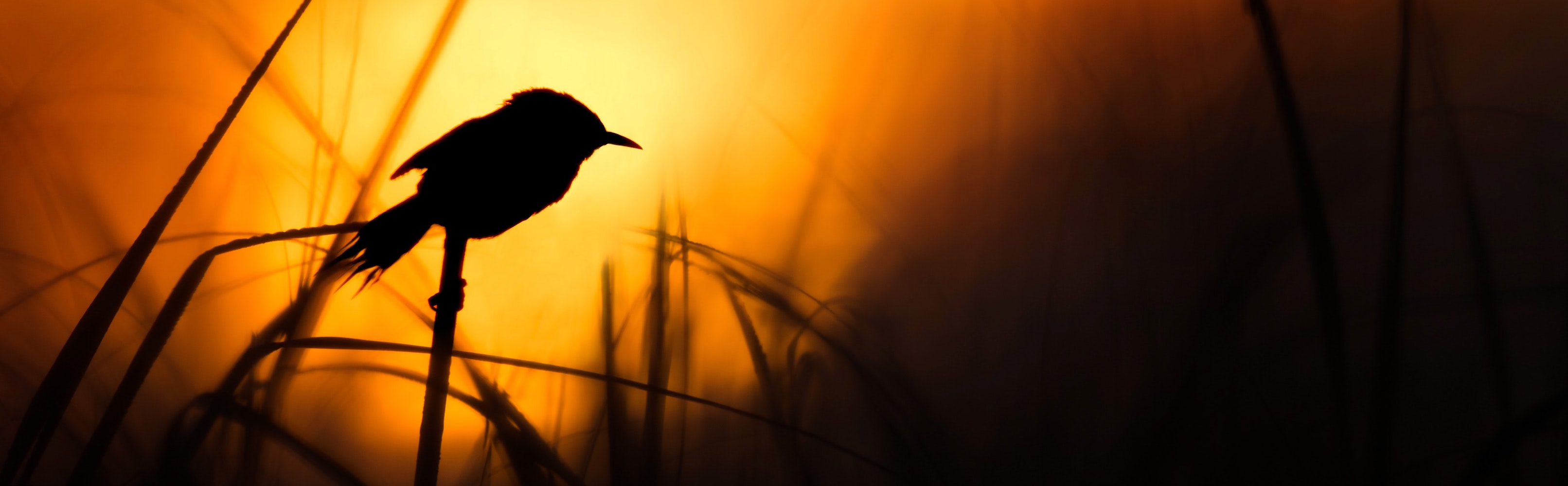 A bird silhouetted against the sunset. 
