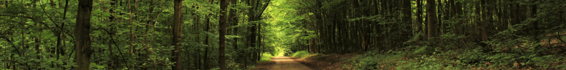 A path through a forest. 