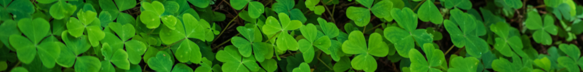 Four leaf clovers for St. Patrick's Day. 