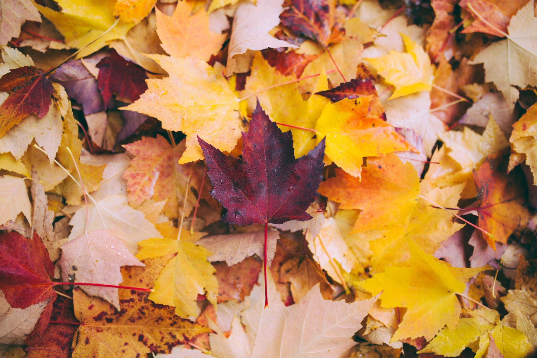 Beautiful fall leaves. 