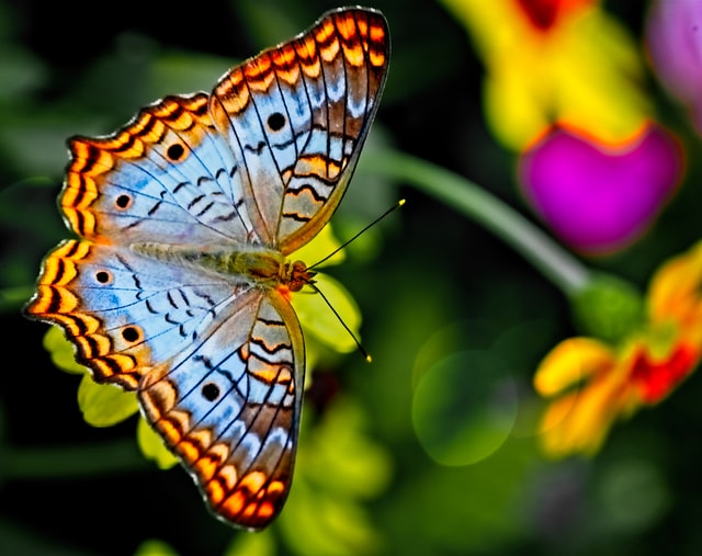 Spring and butterfly. 