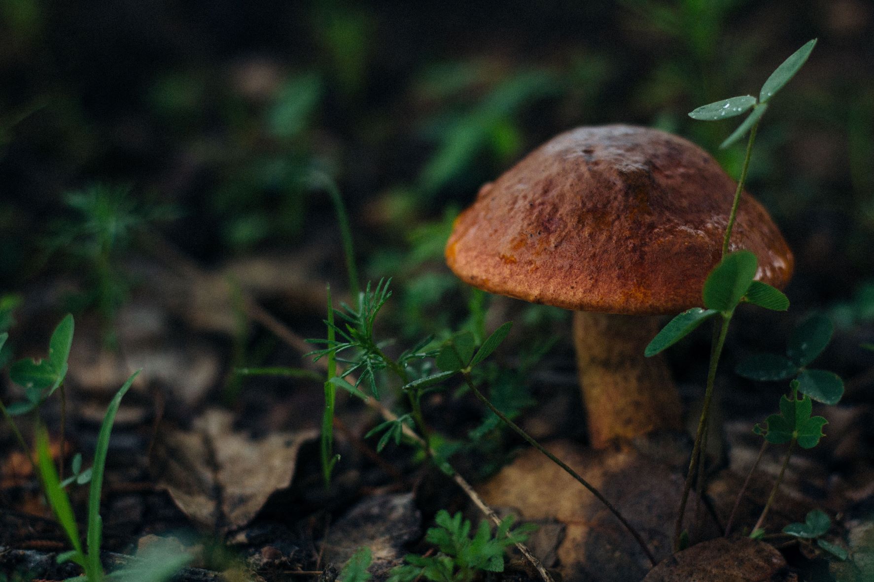 Mushroom in the forest - Photo by Adolfo Félix on Unsplash