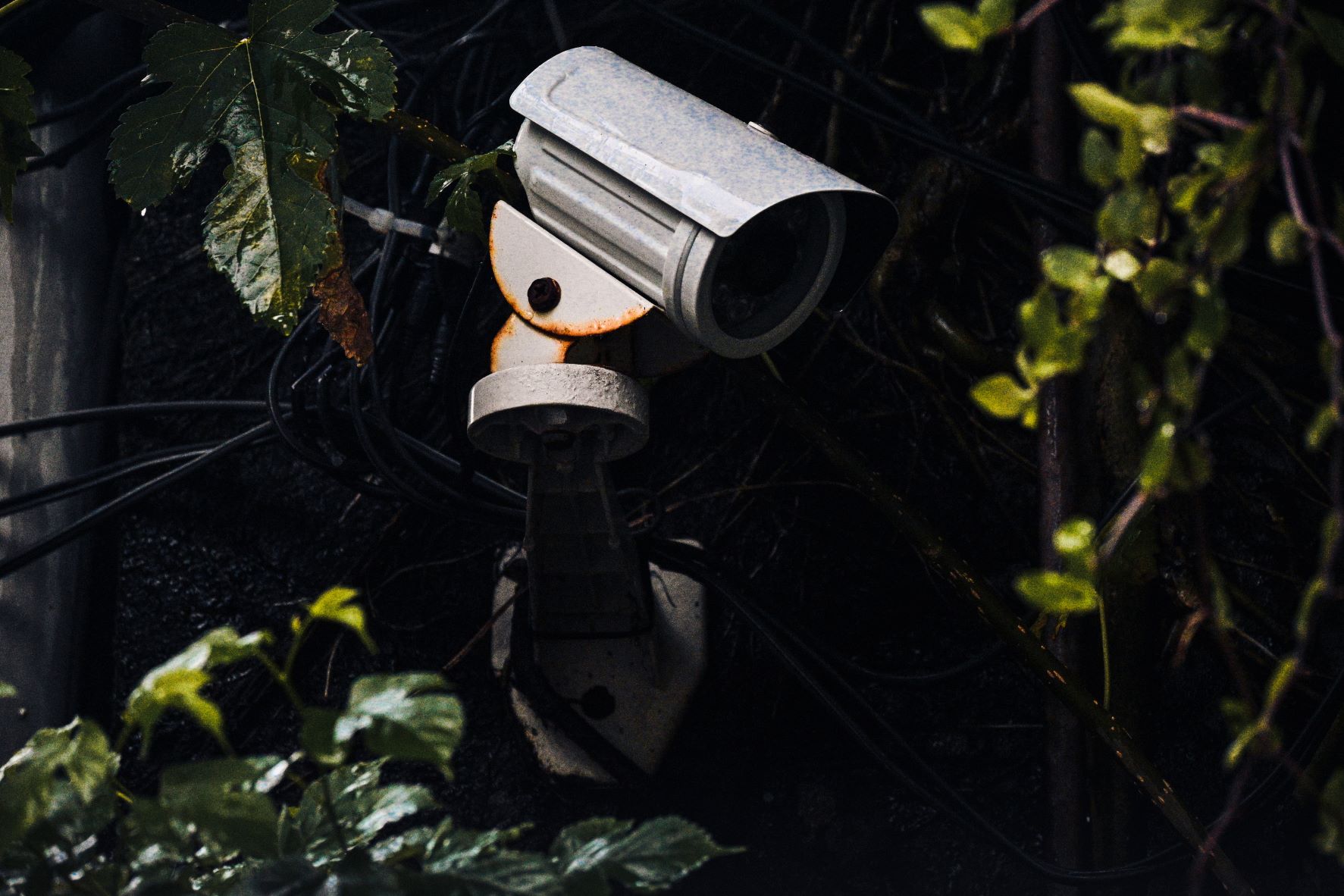 Rusty video camera on forest tree - Photo by Eagan Hsu on Unsplas