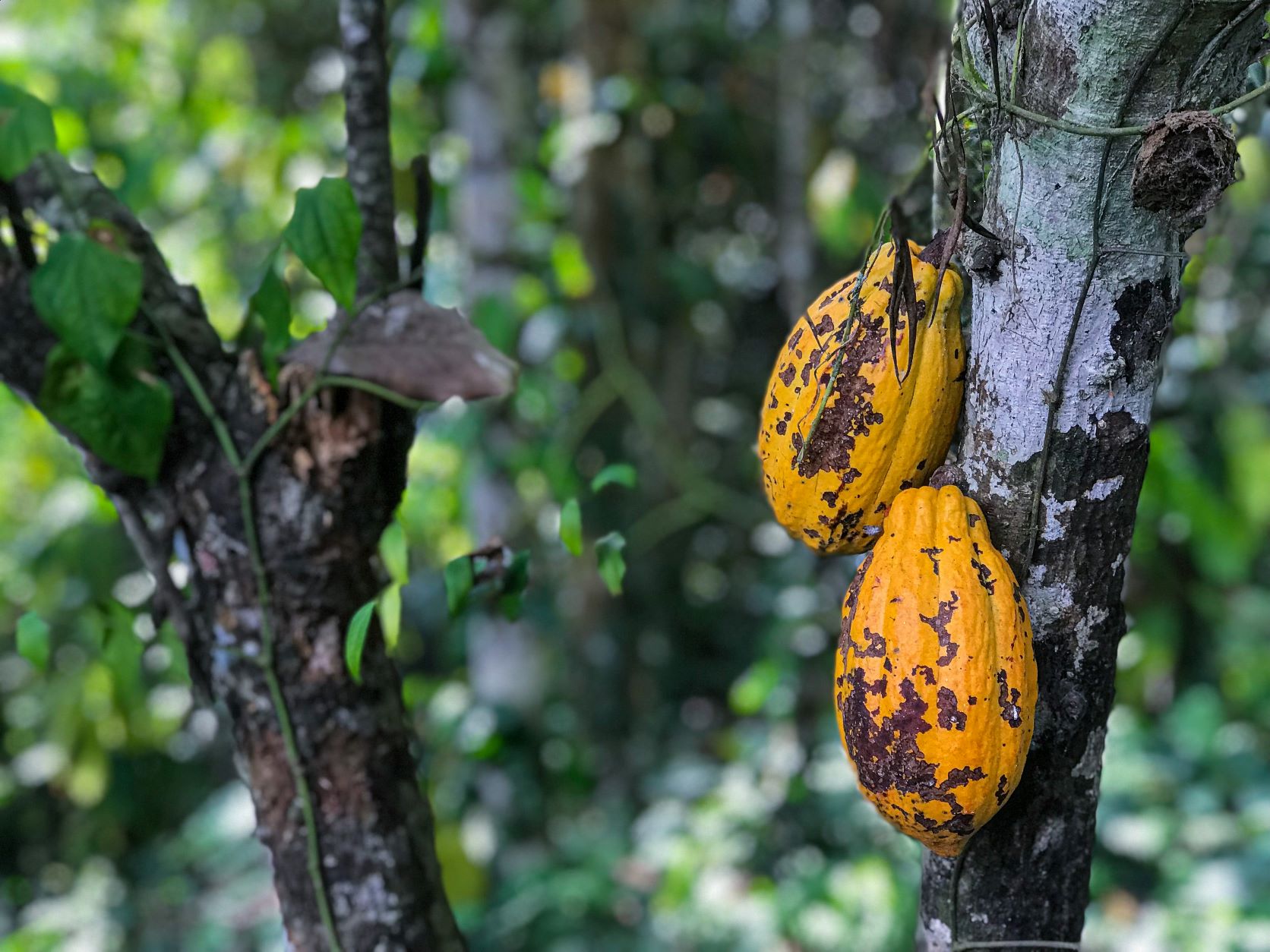 Cacao bean hanging from tree - Photo by Kyle Hinkson on Unsplash