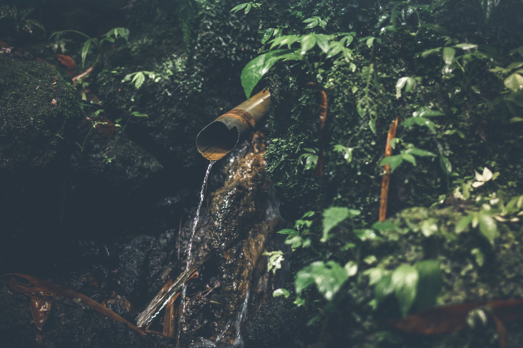 Water drop surrounded by plants - Photo by Artem Beliaikin