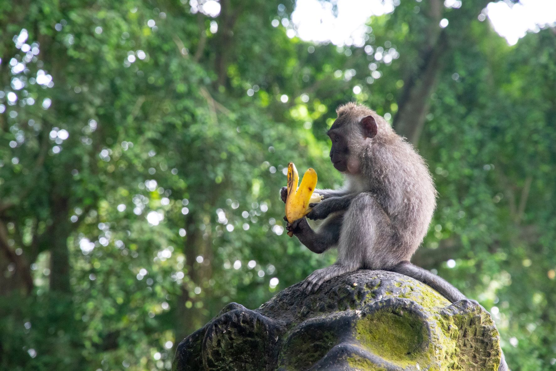 Monkey eating banana in jungle