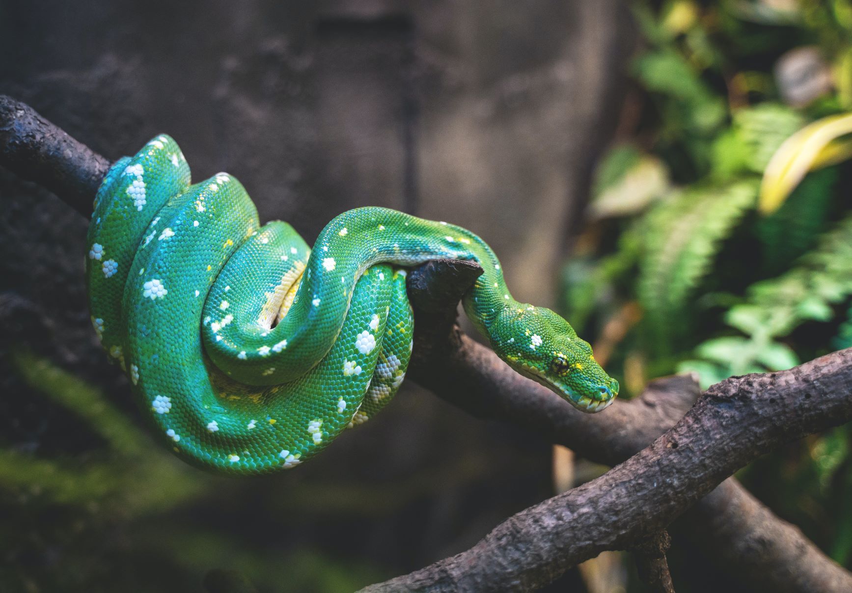 Green Snake on a Tree Branch - Green Snake on a Tree Branch - Photo by Tyler B on Unsplash