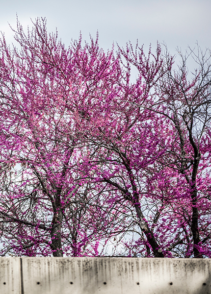 pink tree blossoms 
