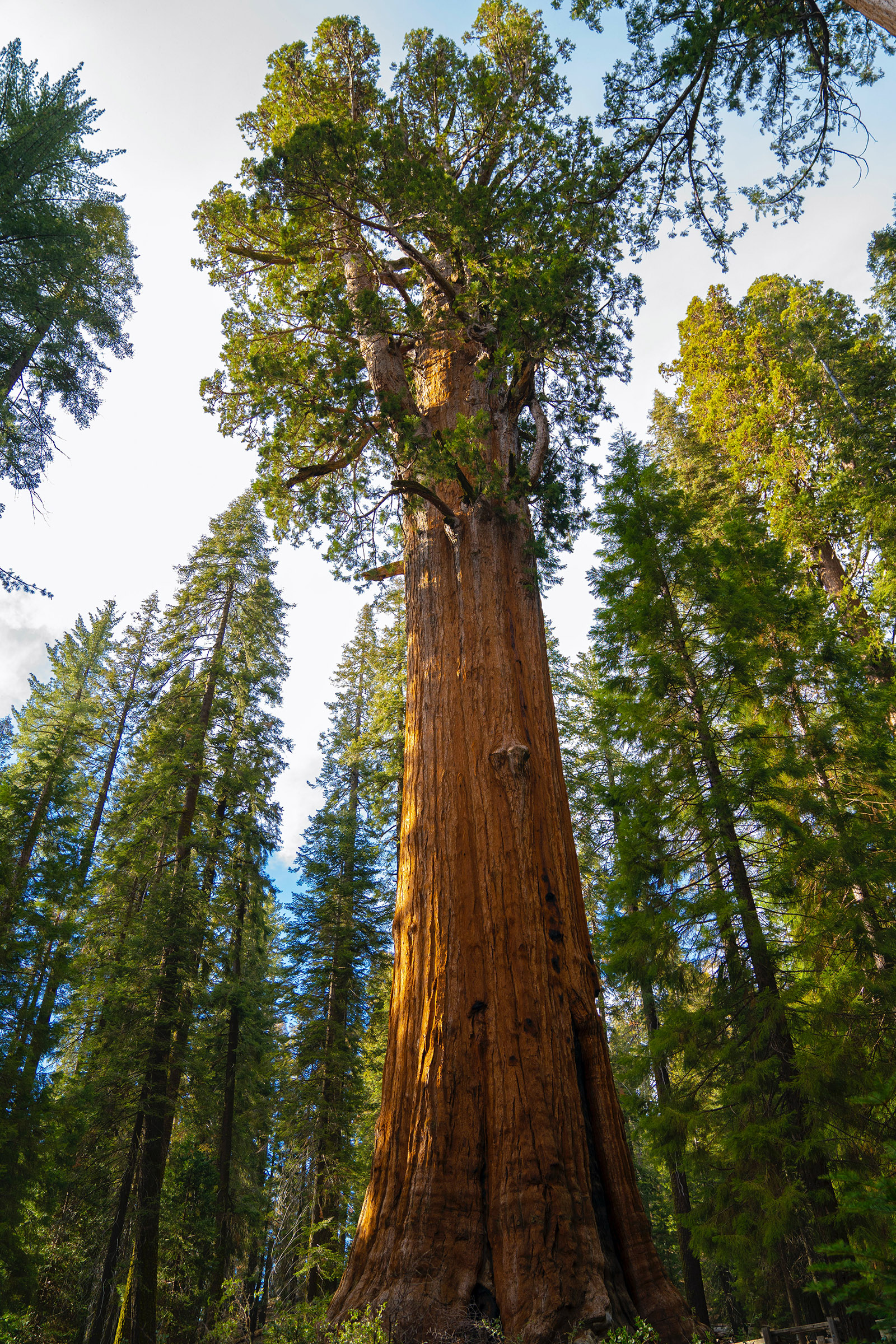 General Sherman, the largest single stem tree in the world, located in Sequoia National Park in California.