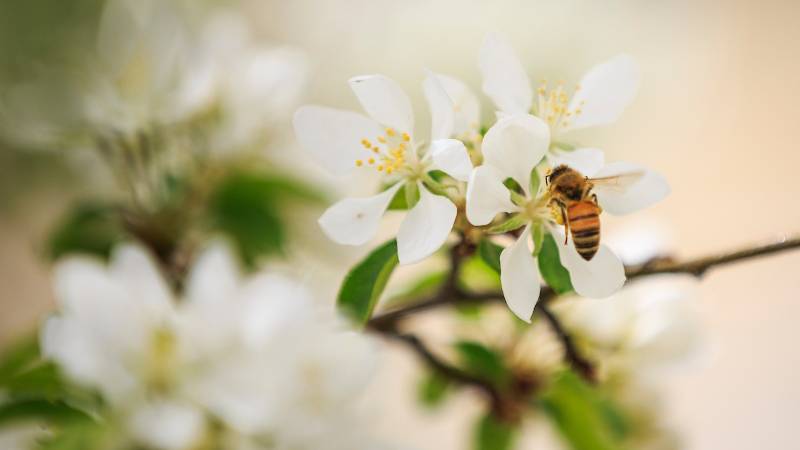 Bee and flower.