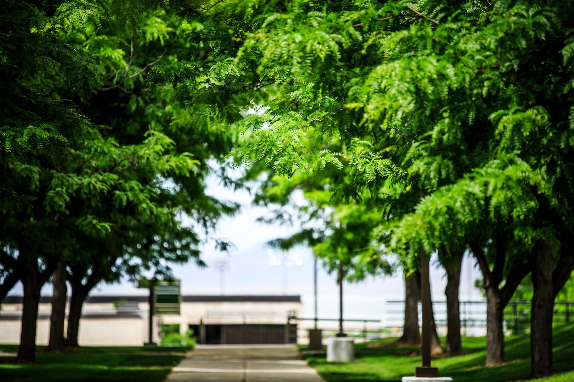 Trees on UVU campus.