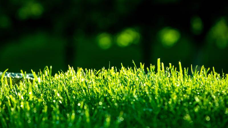 Close-up of grass.