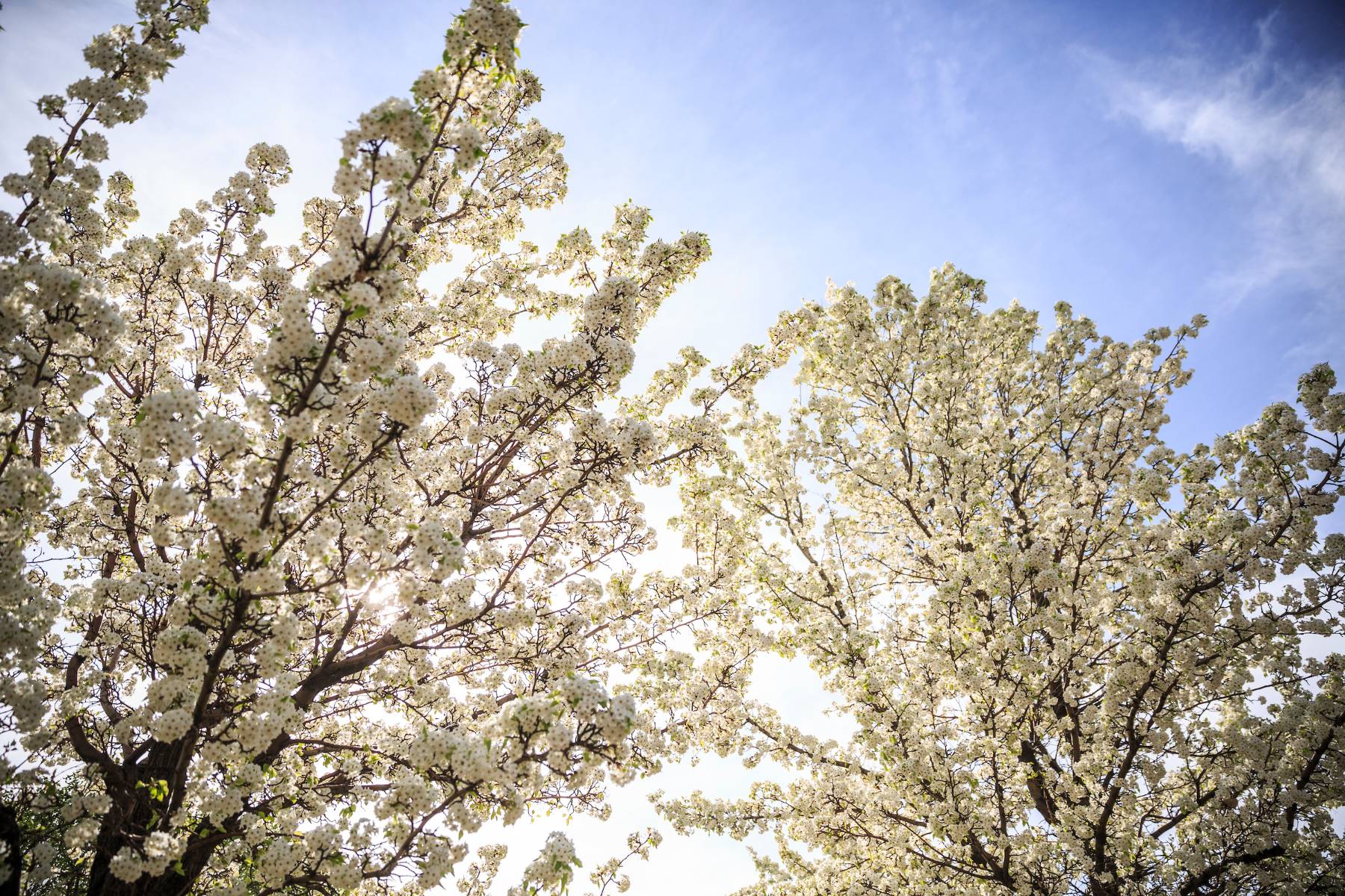 Trees with white blossoms.