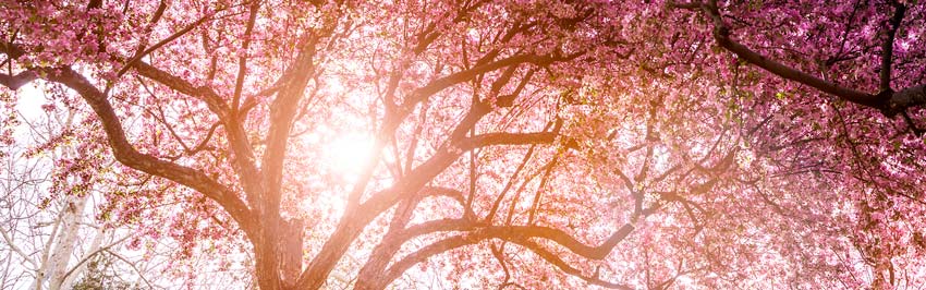 A nature shot of a pink blossoming tree with the sun shining through the leaves and blossoms.