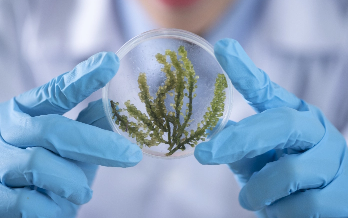 Student holding up petri dish with small plant inside