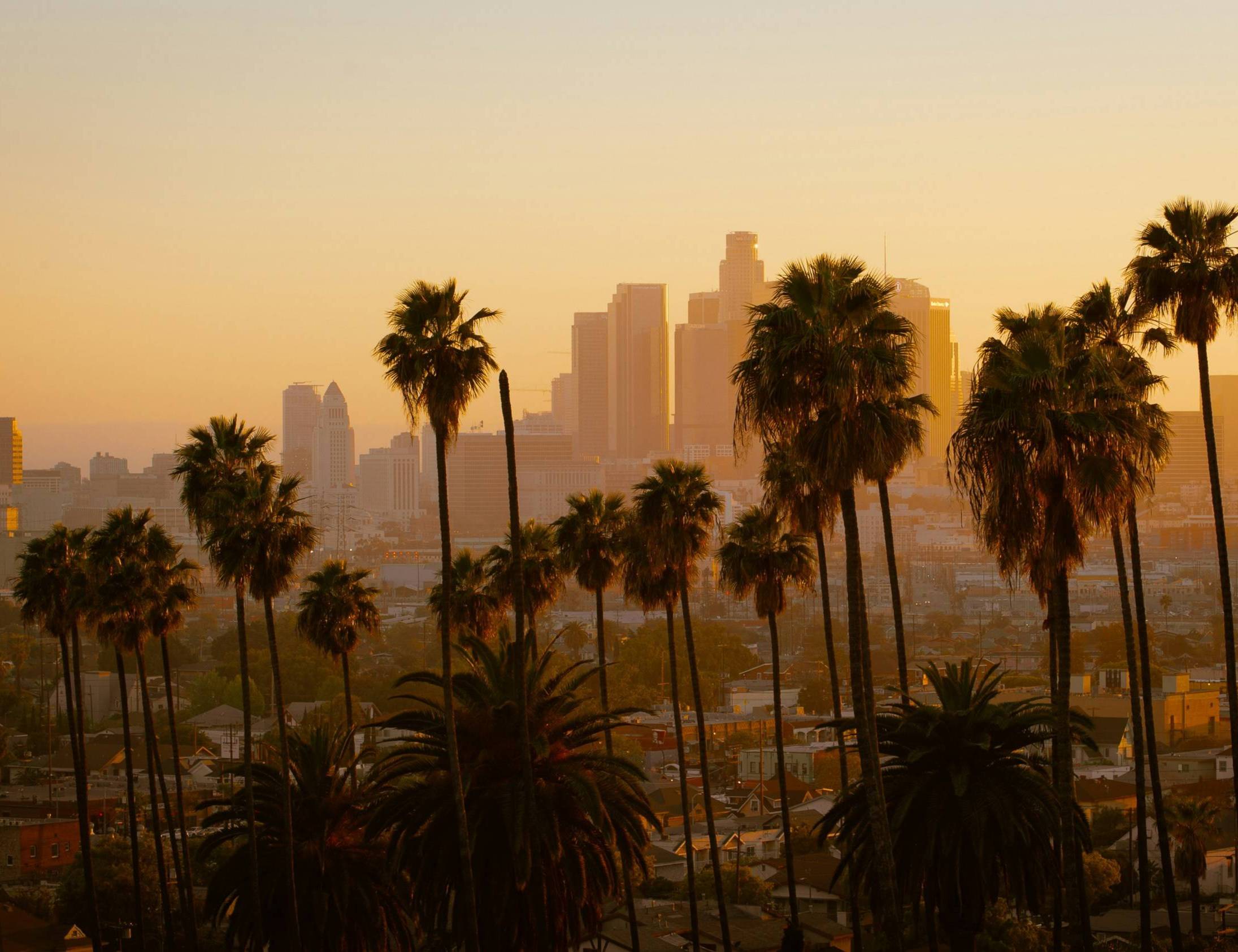 Photo of palm trees