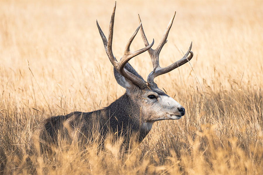 Animal conservation policy research