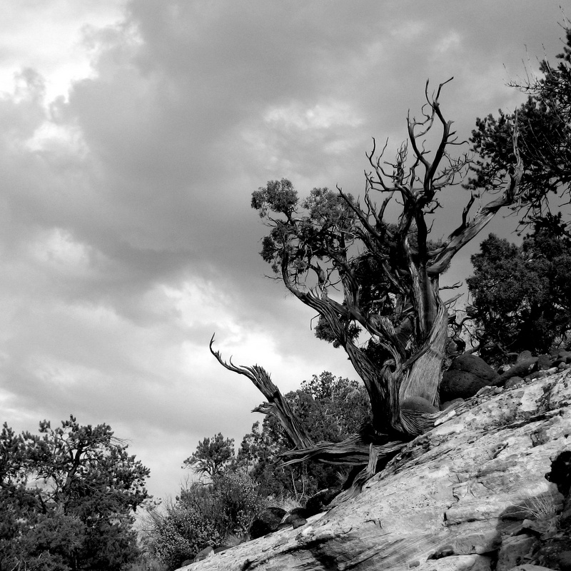 Juniper in Capitol Reef NP