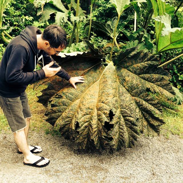 Professor Nate Gorelick inspects the enormous botanicals on and Oregon coast student excursion