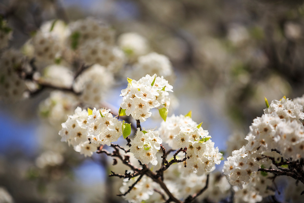 Spring white campus