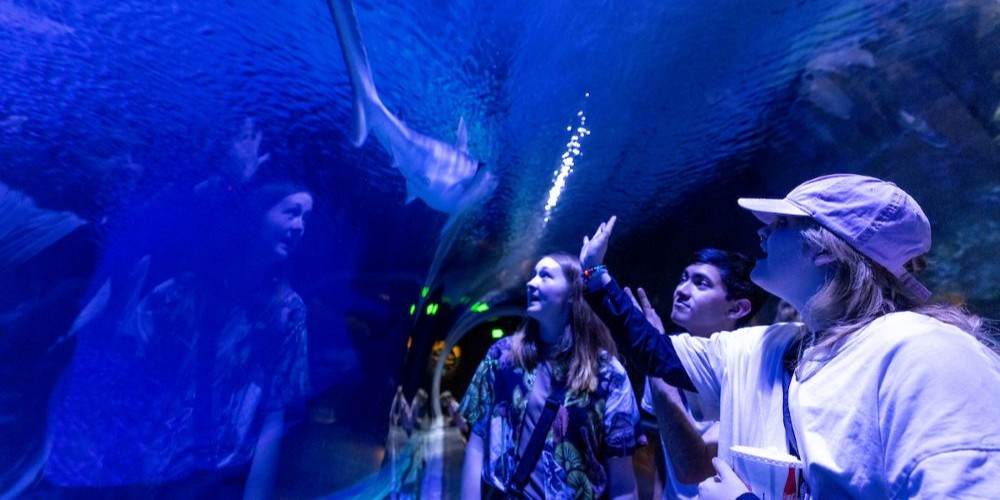 Students looking at the shark exhibit at the Loveland Aquarium