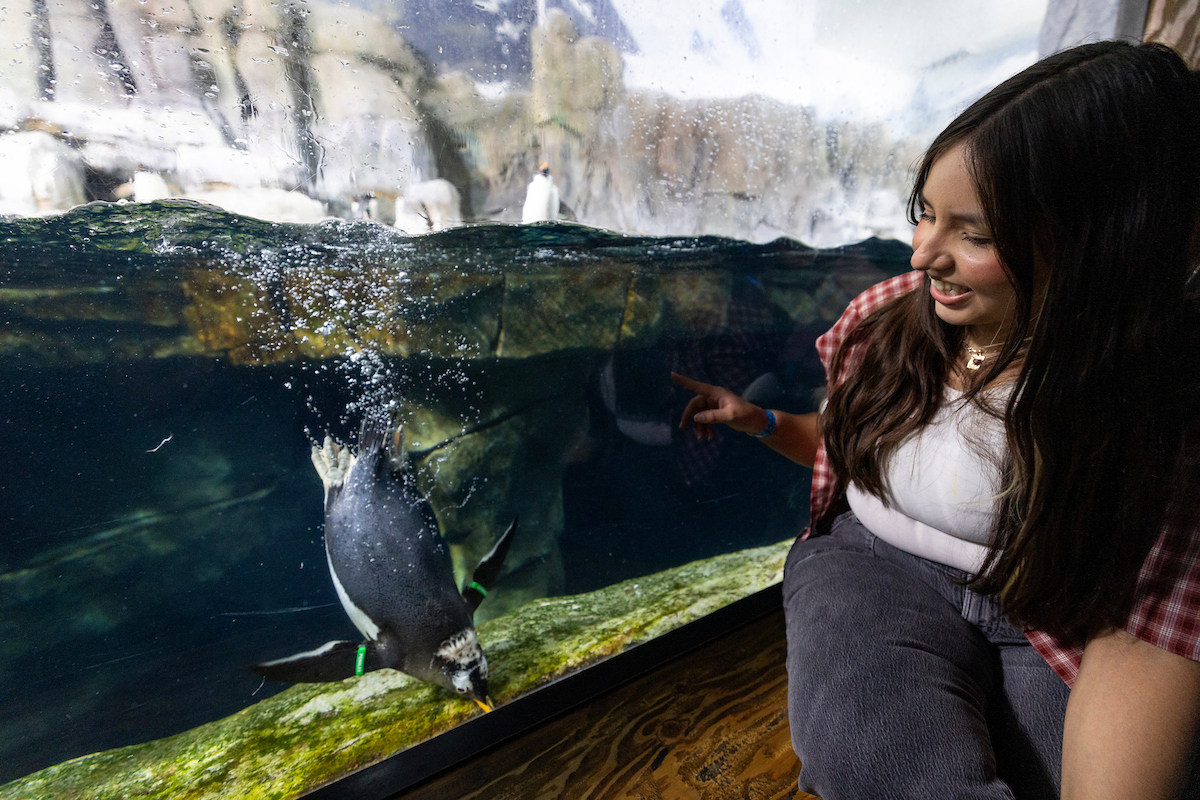 Person at Loveland Aquarium looking at the penguin exhibit
