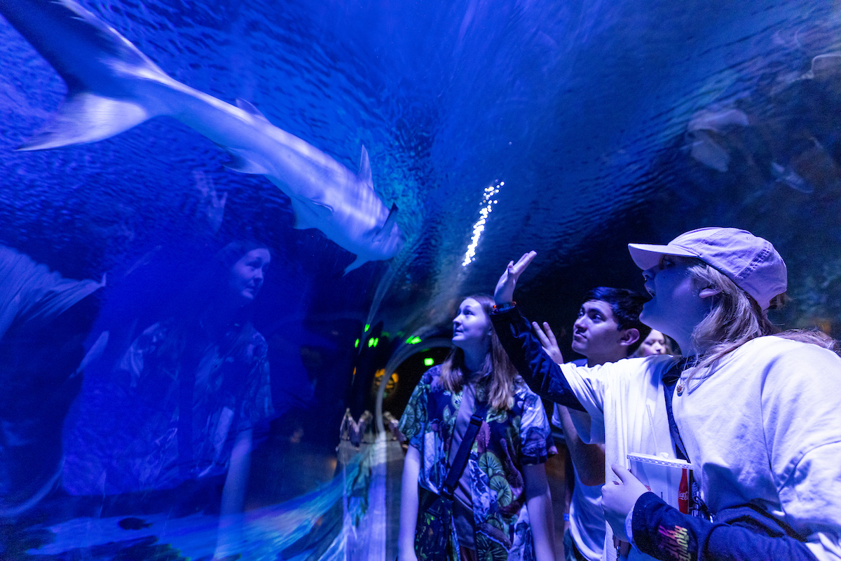 students at Loveland Aquarium looking at sharks