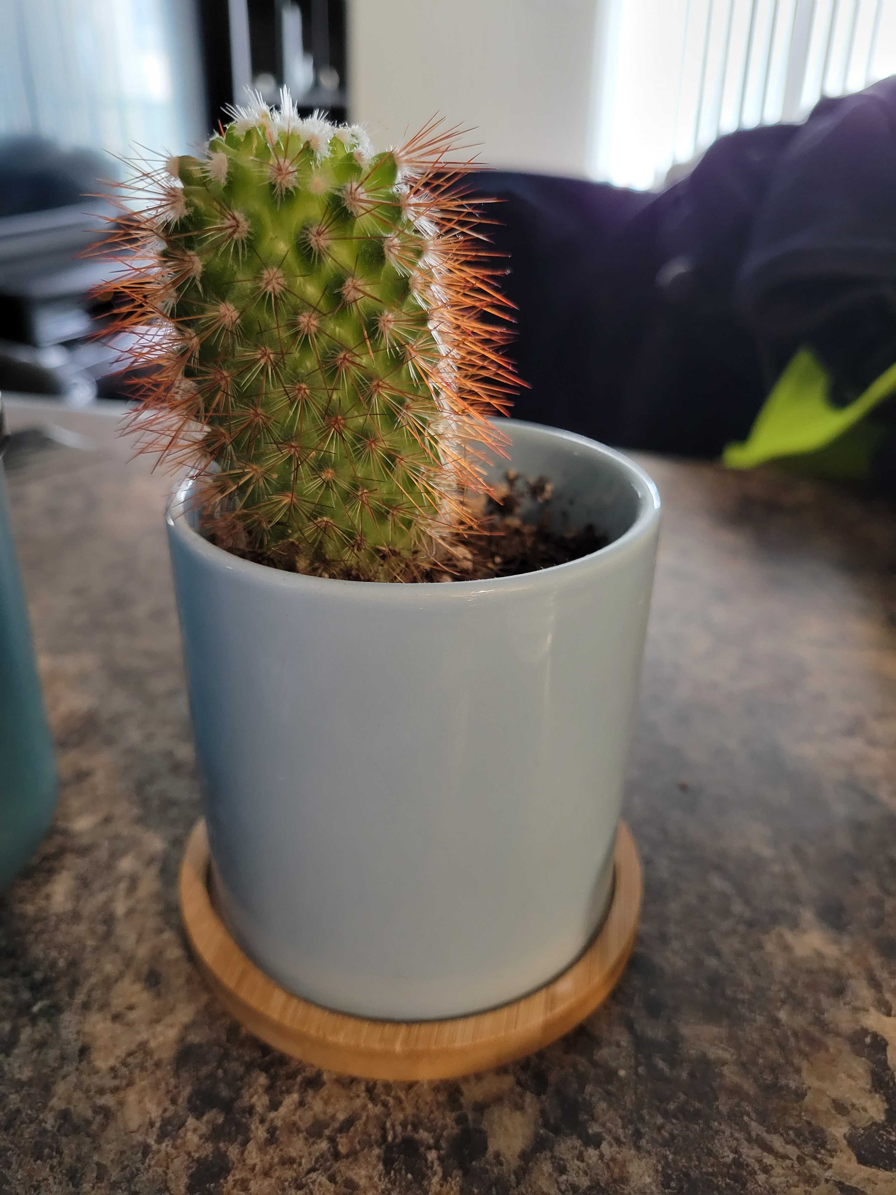 Christine's cactus