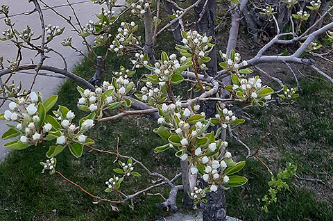 Douglas - pear blossoms
