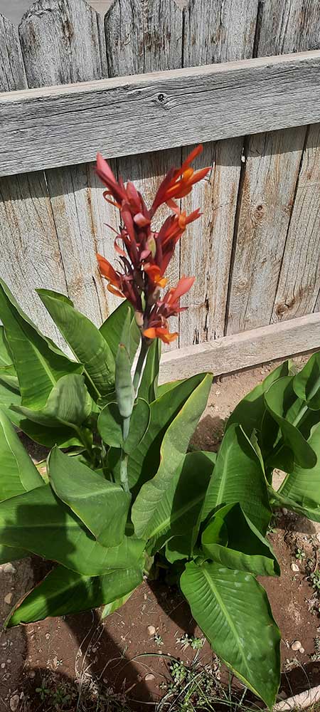 Douglas' flower