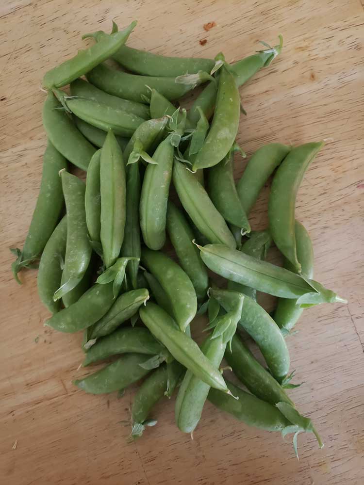 peas from Leisa's garden