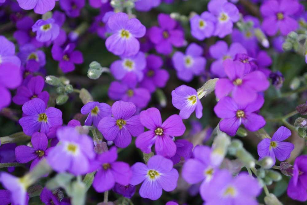 Tim - purple flowers