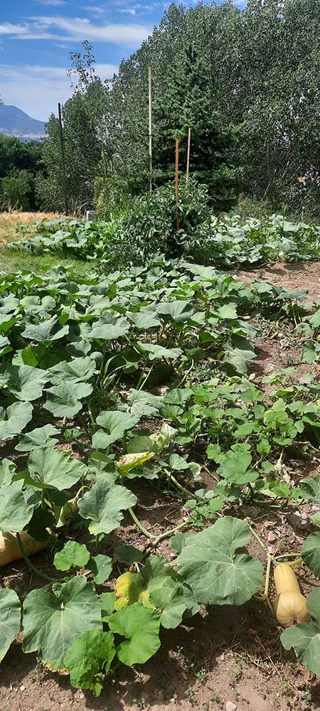Douglas' vine plants