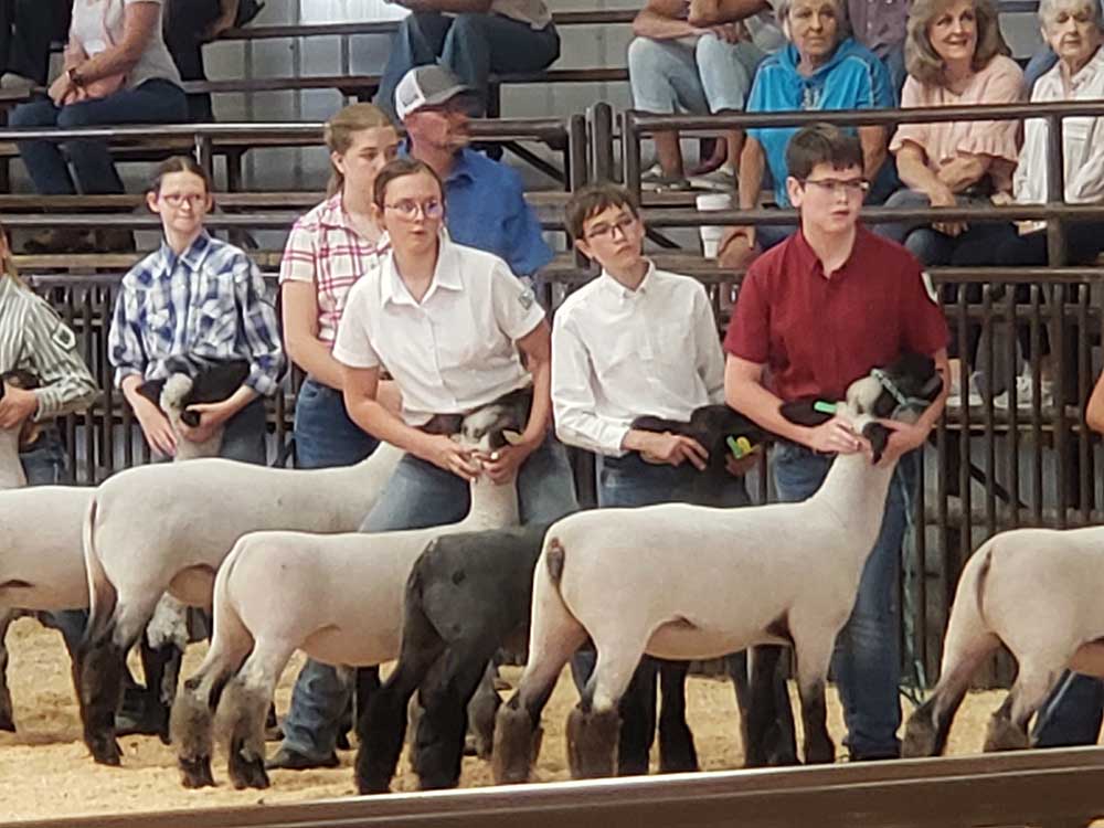 2nd place lamb at Utah County Fair