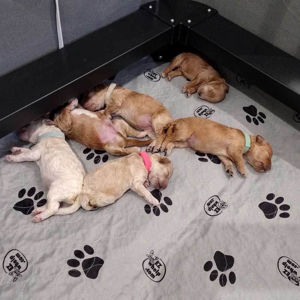 Todd's puppies