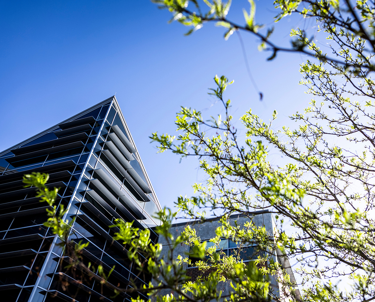 tree branch with fresh green leaves in front of a campus building 