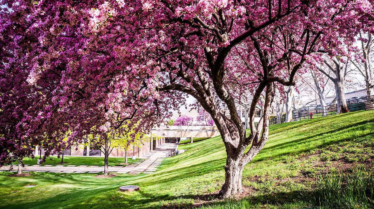 Pink blossom tree on campus