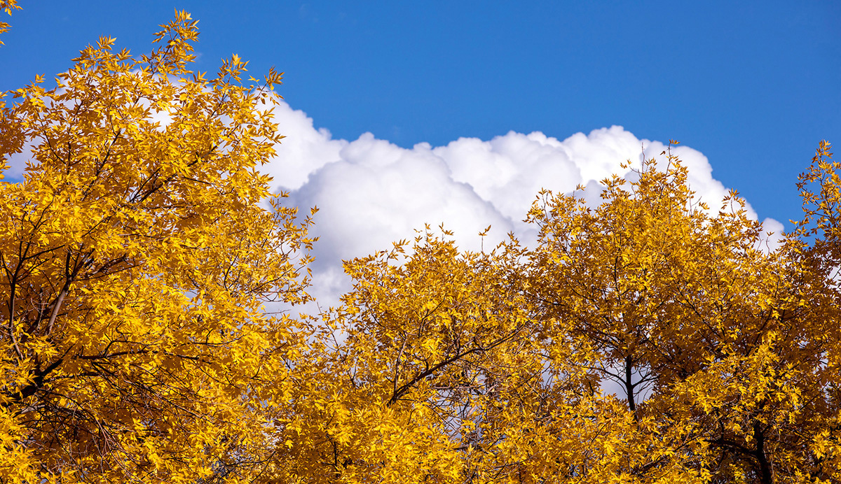 Yellow trees on campus in Fall