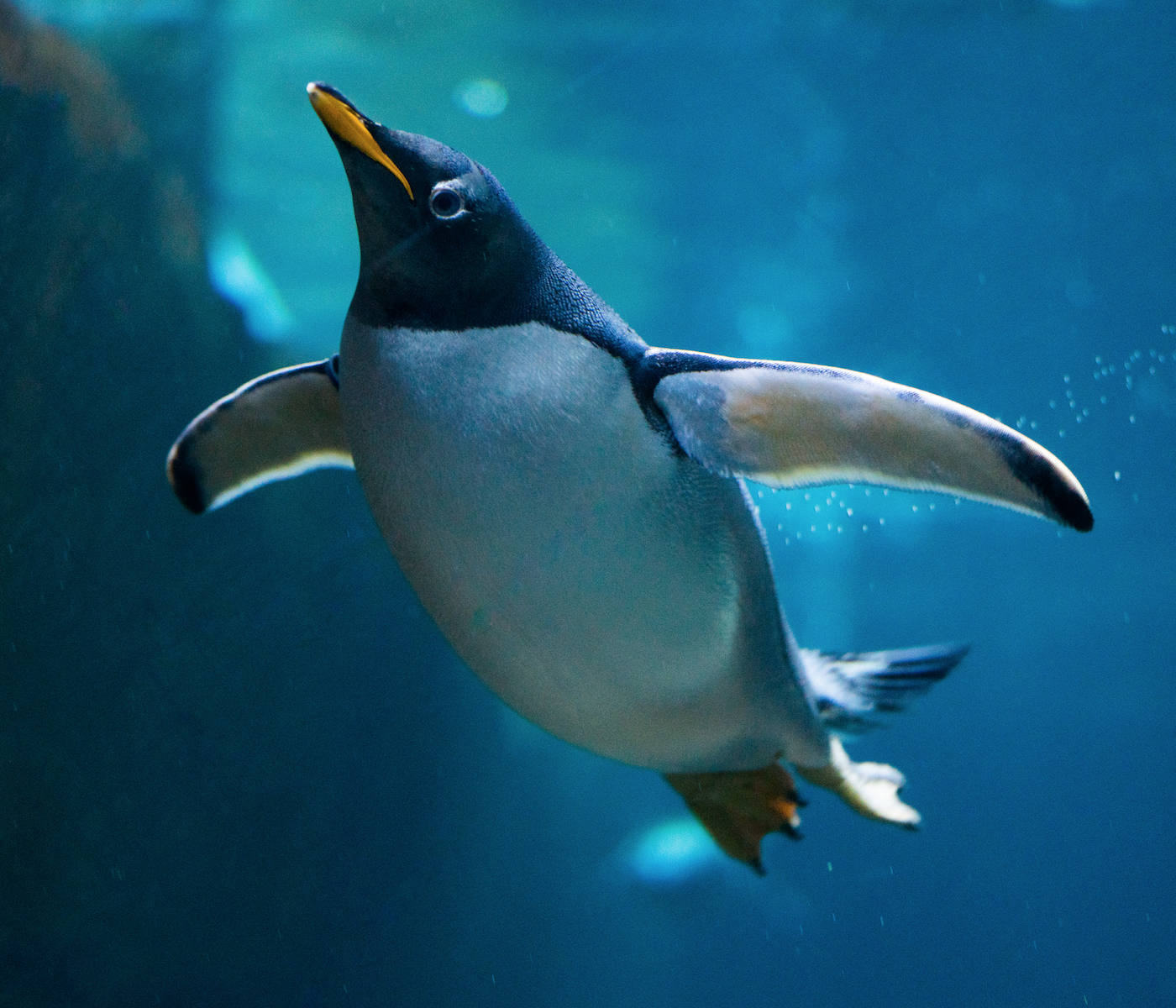 Penguins